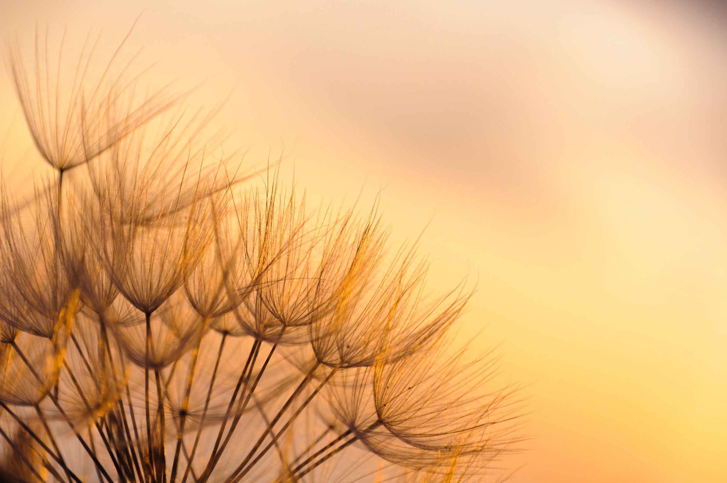Papermoon Fototapete »Dandelion Sunset« glatt günstig online kaufen
