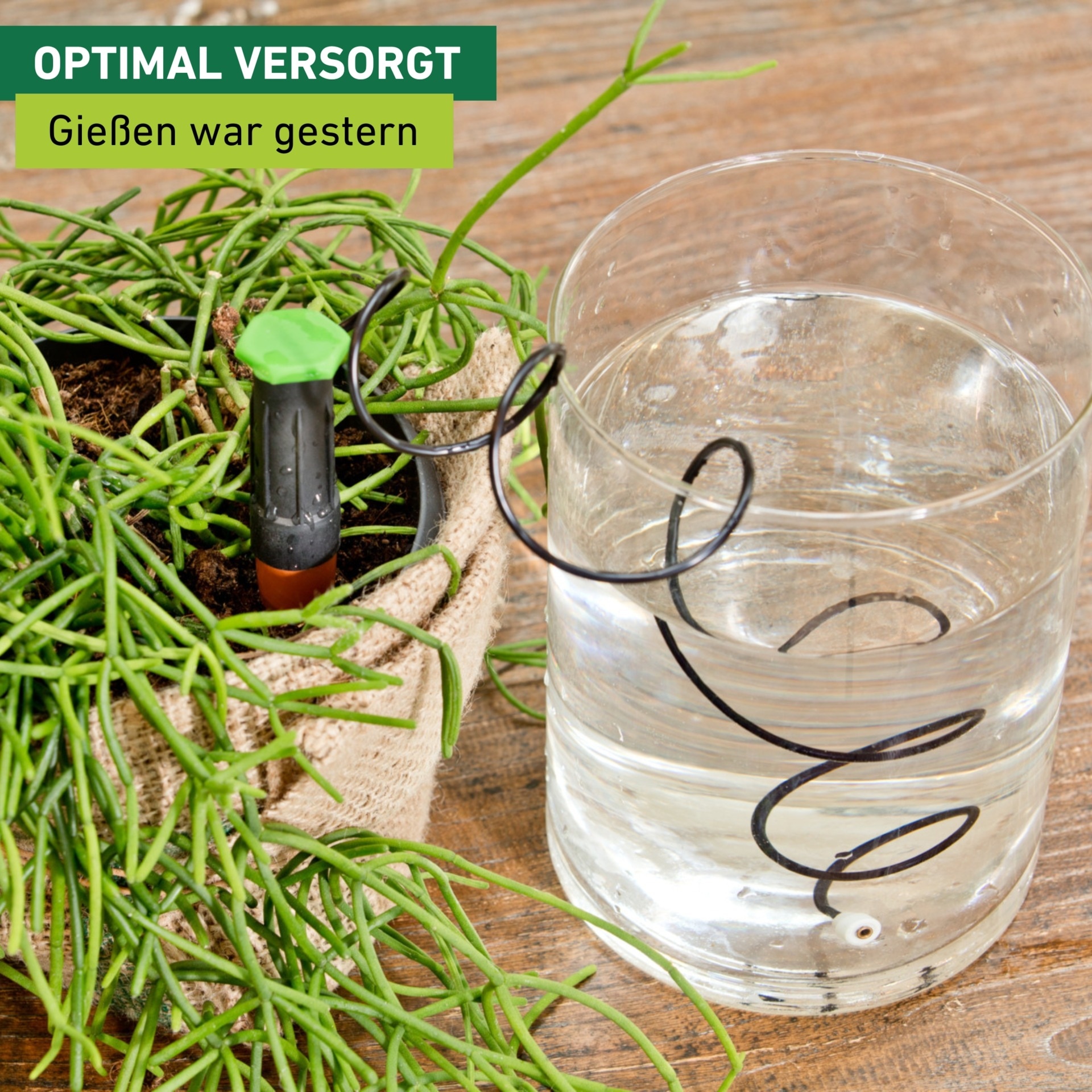 Windhager Bewässerungssystem »automatischer Wasserspender für Zimmerpflanzen 3 Stk.« (Packung, 3 Stk. tlg.)  Flaschenadapter Bewässerung, Abgabemenge ca. 75-110 ml/Tag, 3 x 11 cm