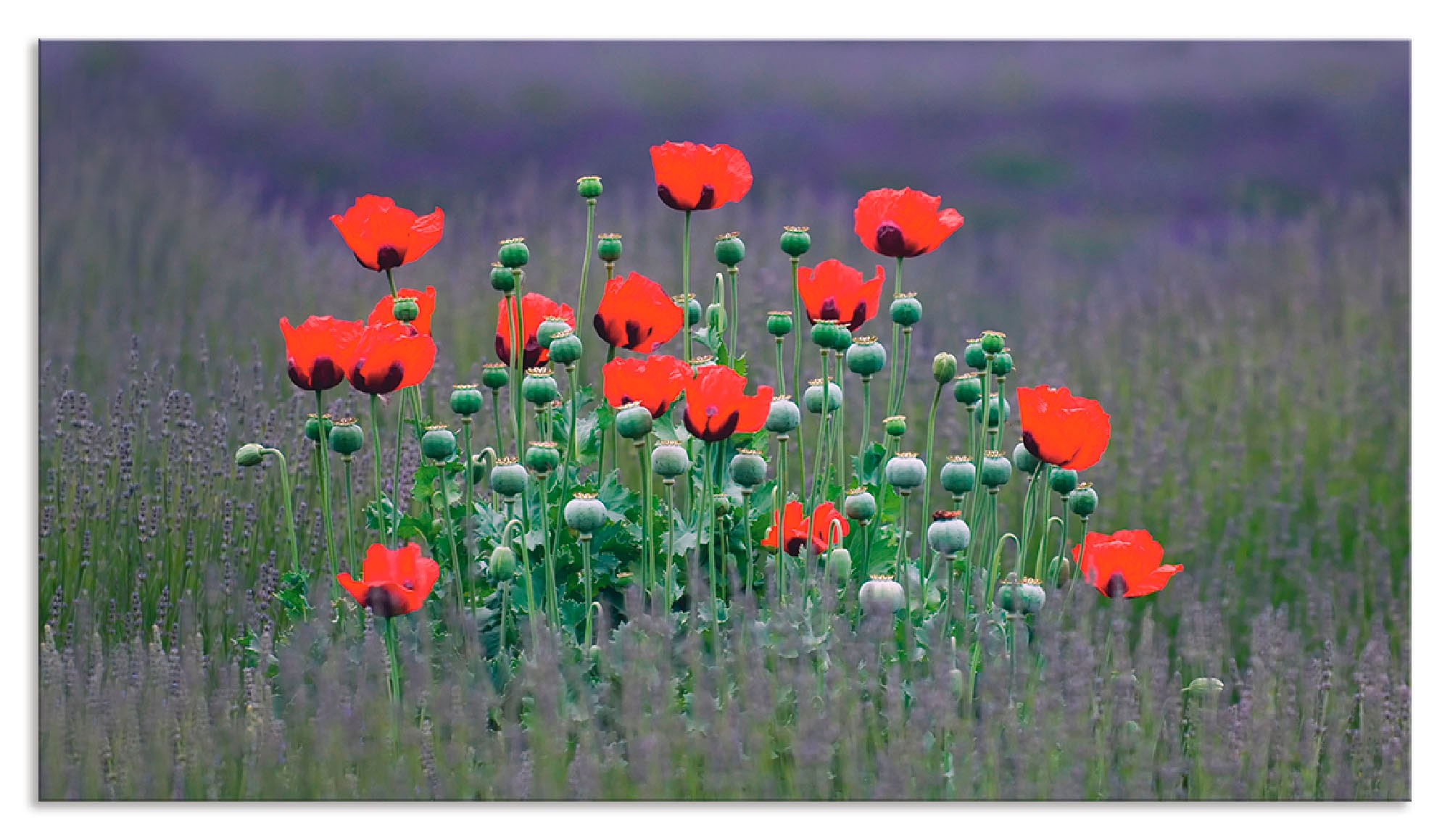 Artland Küchenrückwand "Lavendelfarm in Sequim - Mohnblumen", (1 tlg.), Alu günstig online kaufen