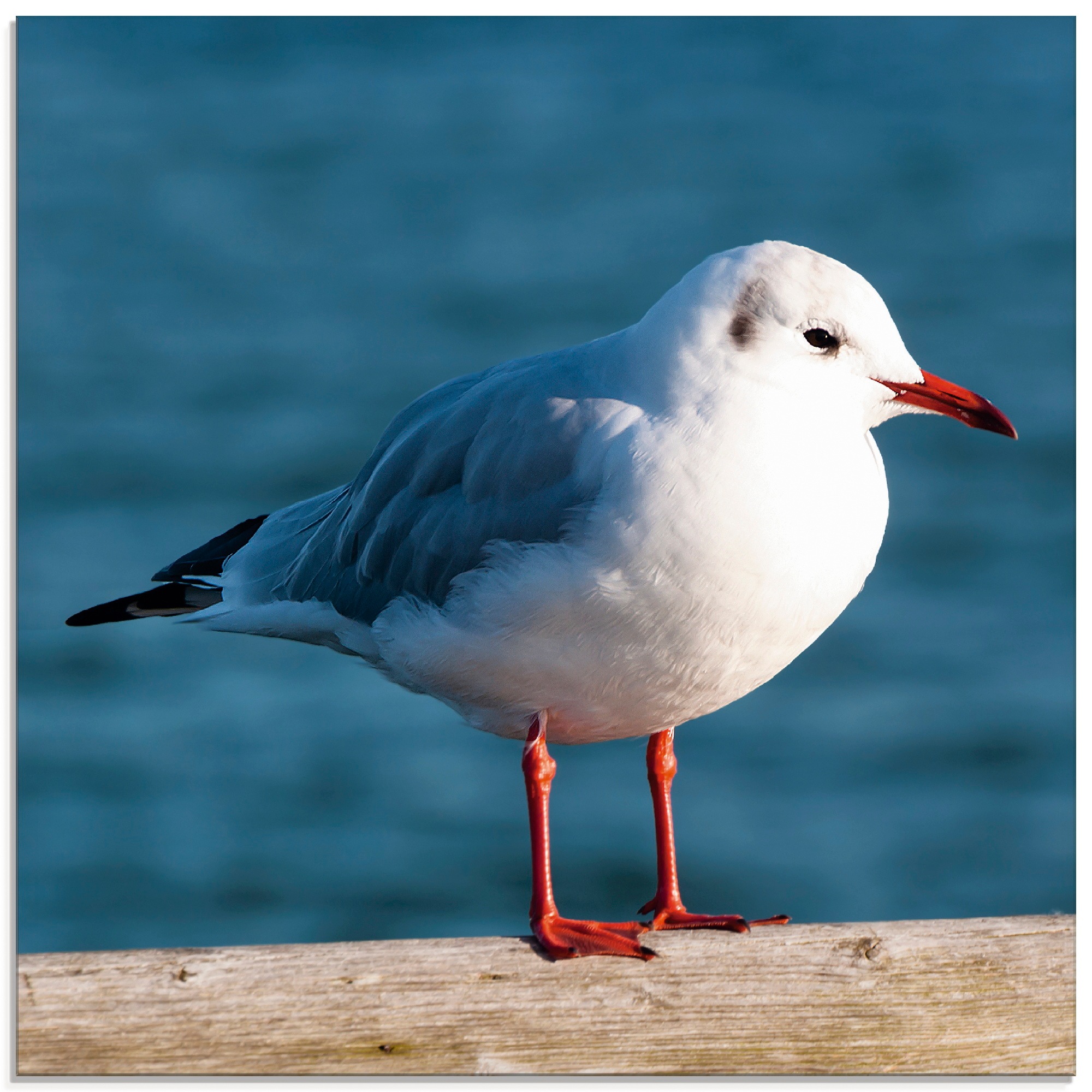 Artland Glasbild »Möwe« Vögel 1 Stk. tlg. in verschiedenen Größen günstig online kaufen