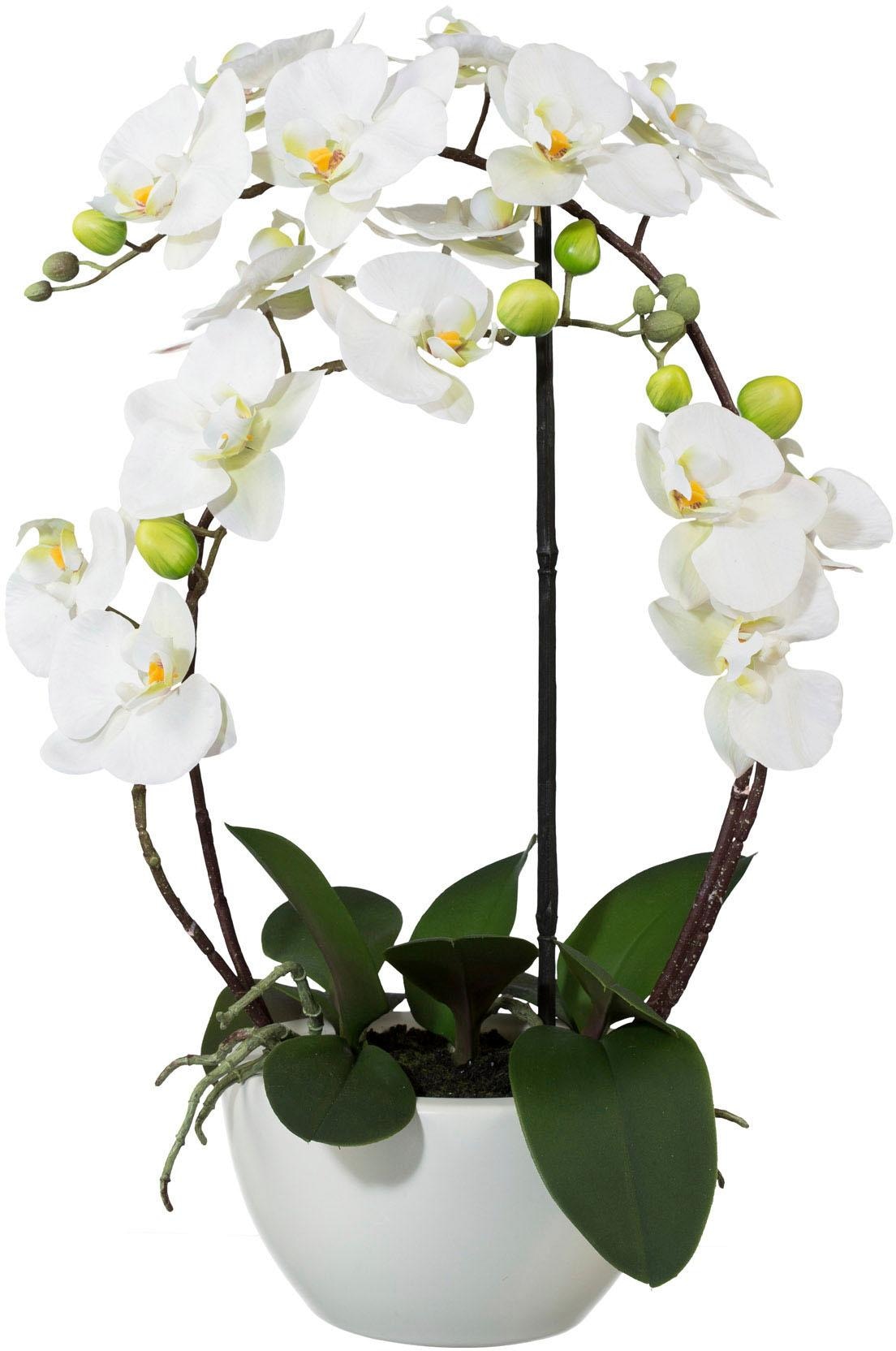 Creativ green Kunstpflanze »Phalaenopsis« günstig online kaufen