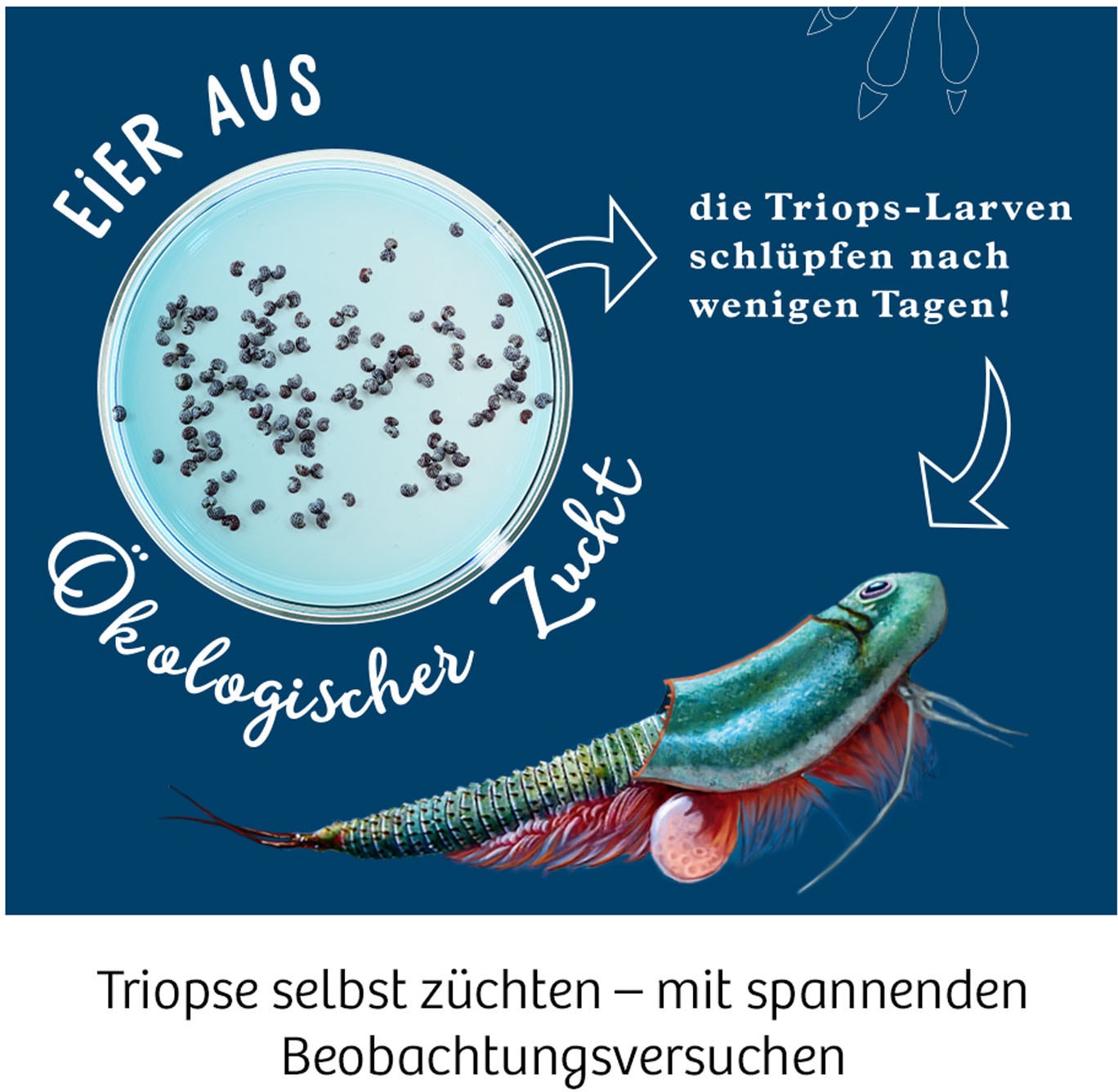 Kosmos Experimentierkasten »Triops-Welt«, Made in Germany