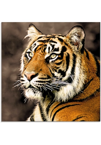 Artland Glasbild »Tiger_sepia«, Wildtiere, (1 St.) kaufen