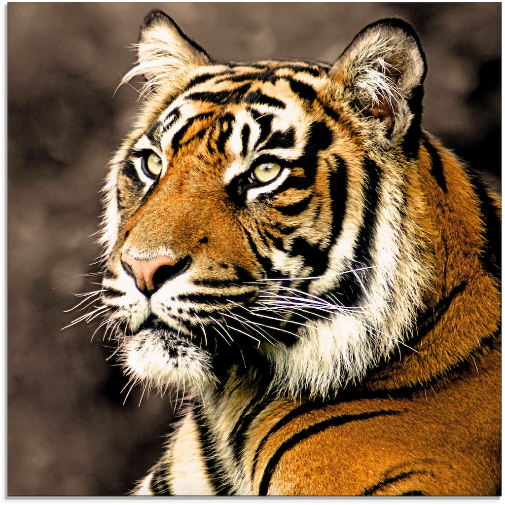 Artland Glasbild »Tiger_sepia«, Wildtiere, (1 St.)