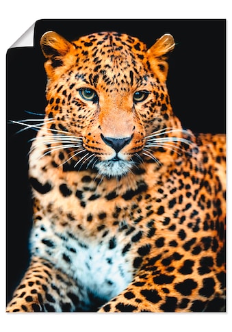 Artland Wandbild »Wütender wilder Leopard«, Wildtiere, (1 St.), in vielen Größen &... kaufen