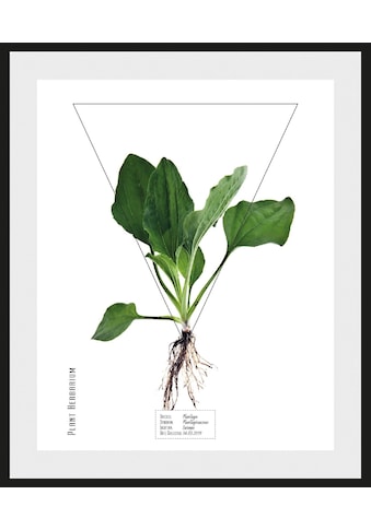 andas Bild »Pflanze Plantago«, mit Rahmen kaufen