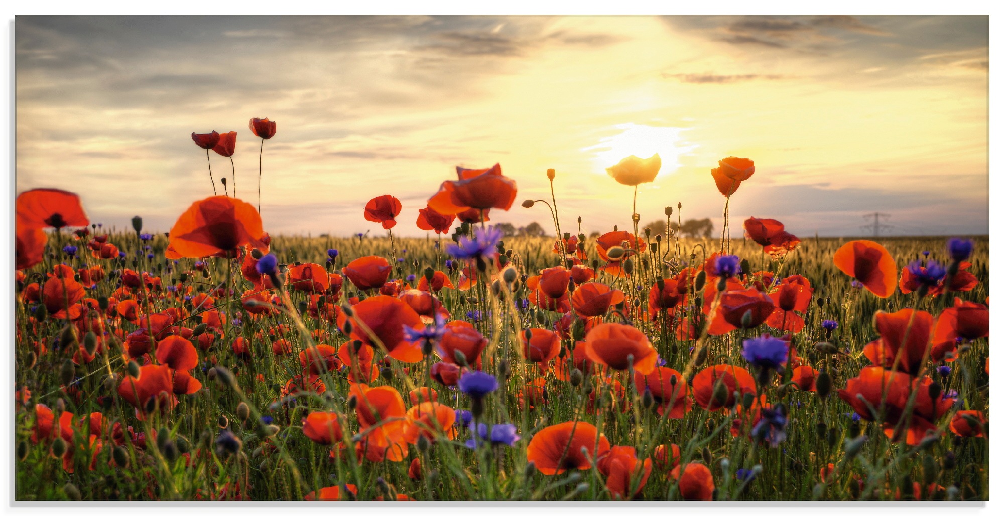 Artland Glasbild »Mohnblumen«, Blumen, (1 St.), in verschiedenen Größen günstig online kaufen