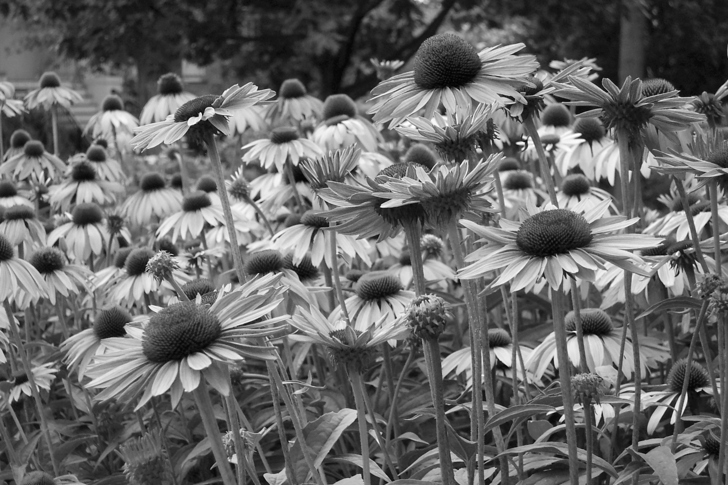 Papermoon Fototapete »Blumen Schwarz & Weiß« günstig online kaufen