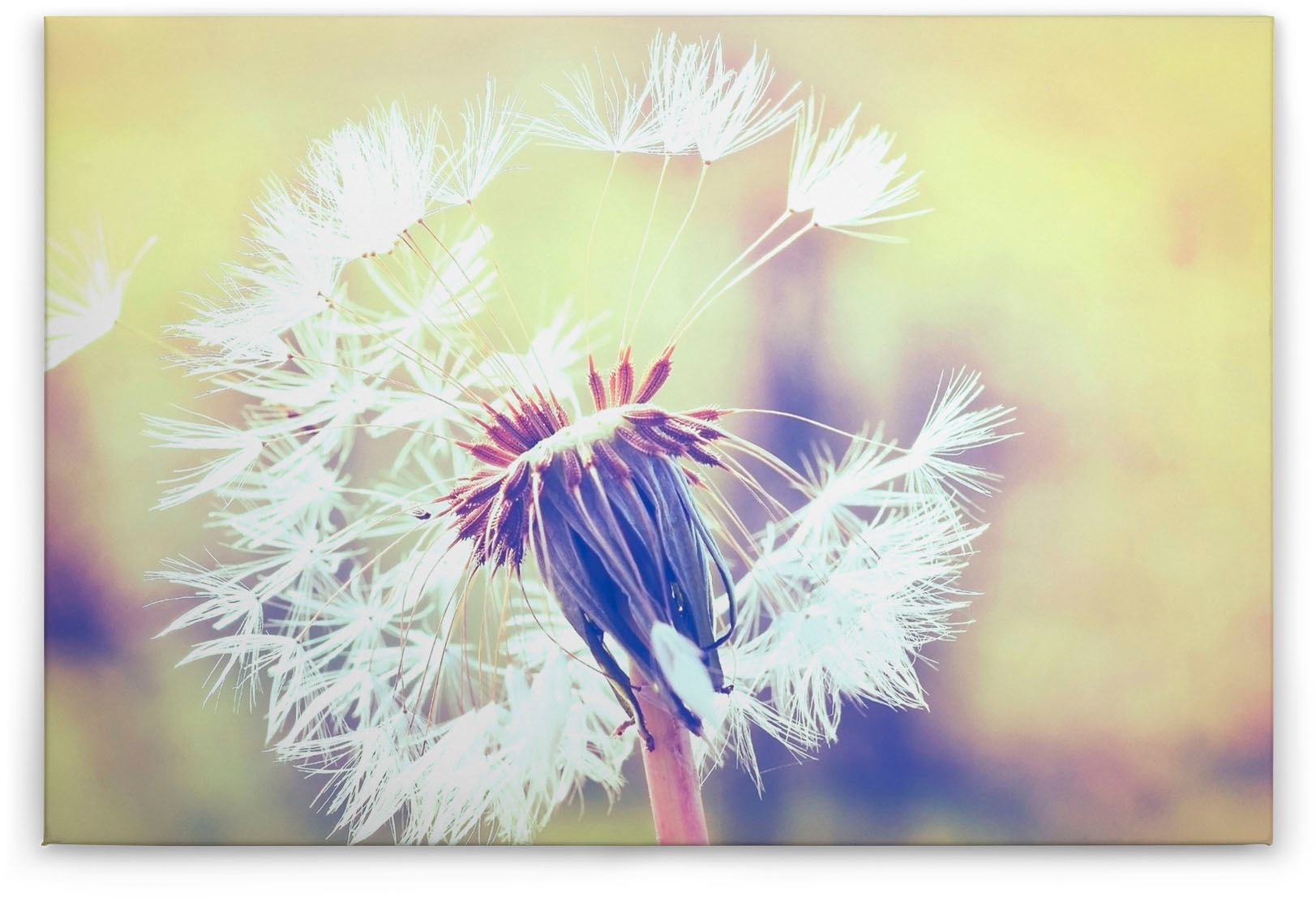 Bricoflor Pusteblume Leinwand Im Querformat Sommer Wandbild Ideal Für Schla günstig online kaufen