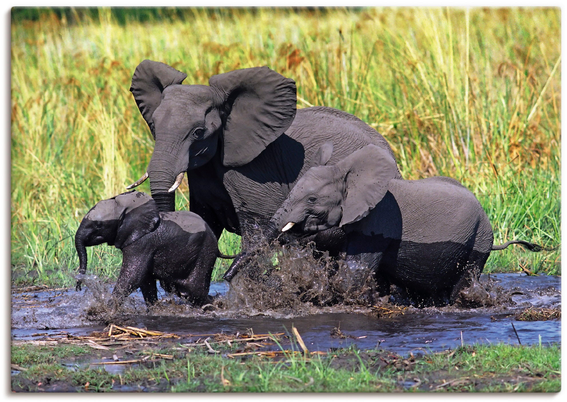 Artland Wandbild »Elefantenfamilie«, Wildtiere, (1 St.), als Alubild,  Leinwandbild, Wandaufkleber oder Poster in versch. Größen online kaufen
