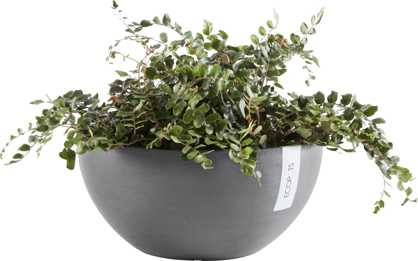 ECOPOTS Blumentopf »BRUSSELS Grey«, BxTxH: 30x30x14 cm