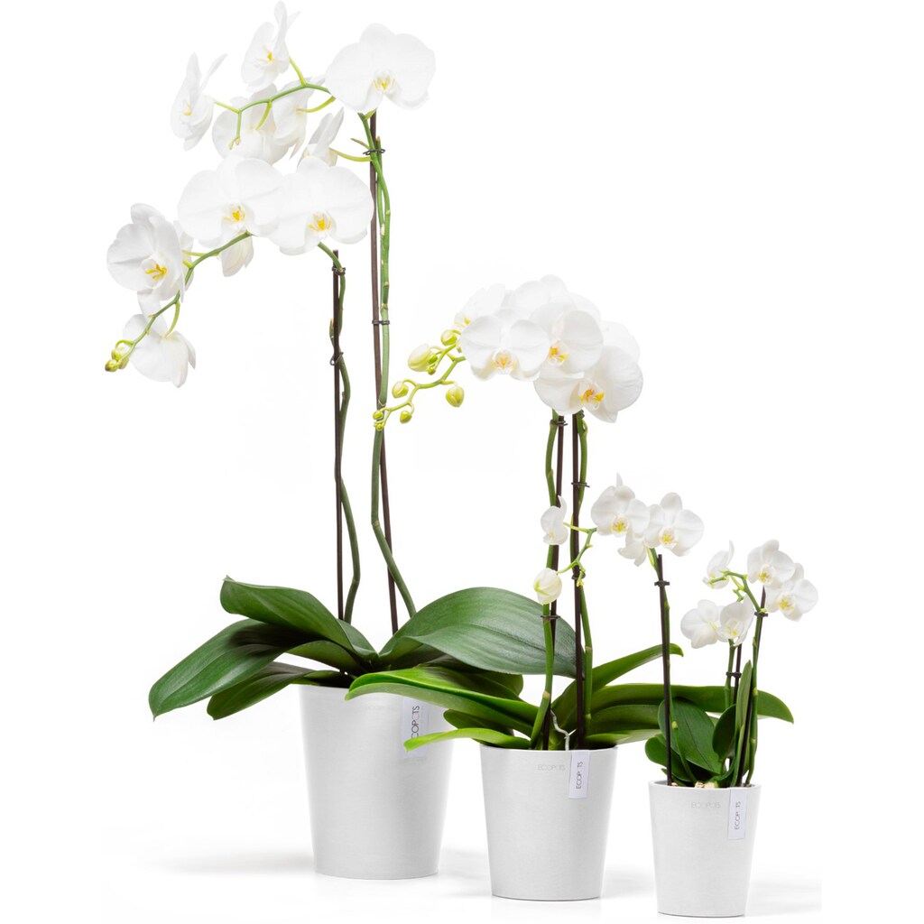 ECOPOTS Blumentopf »Morinda Orchidee 11 Weiß«