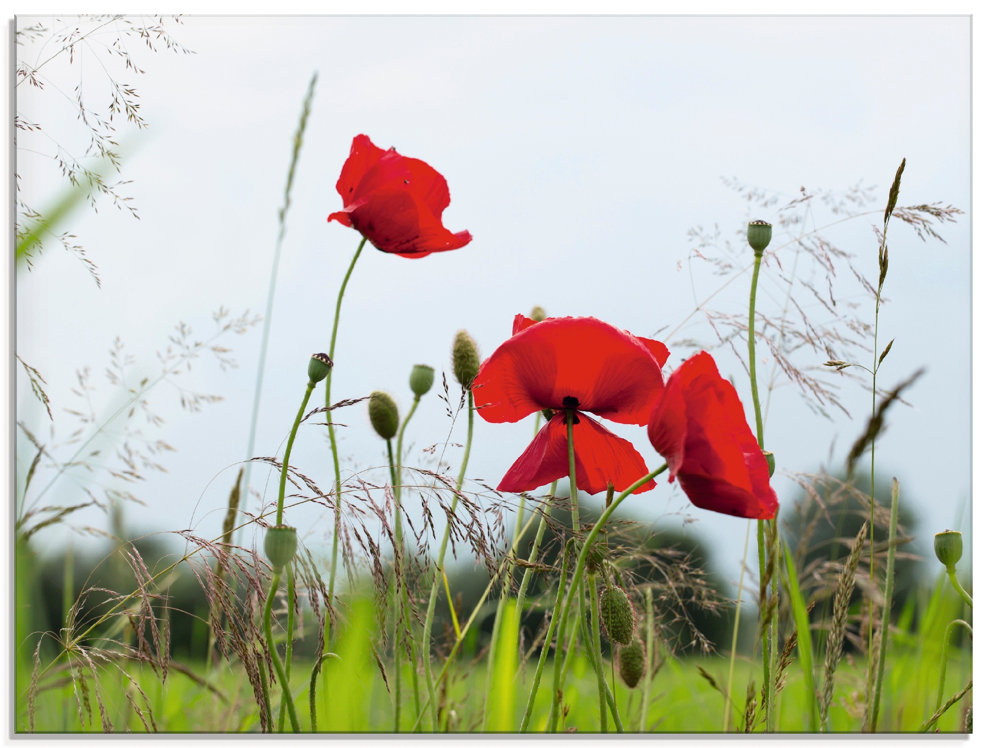 Artland Glasbild »Mohnblumen I« Blumen 1 Stk. tlg. in verschiedenen Größen günstig online kaufen