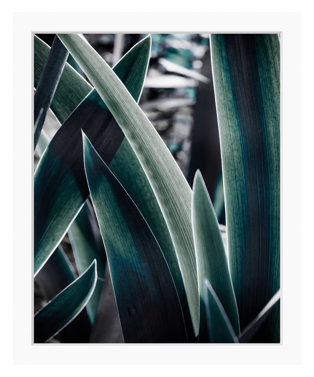 queence Bild »Juli« Blumen | Blätter | Pflanzen | Pflanzenbilder gerahmt, Blätter