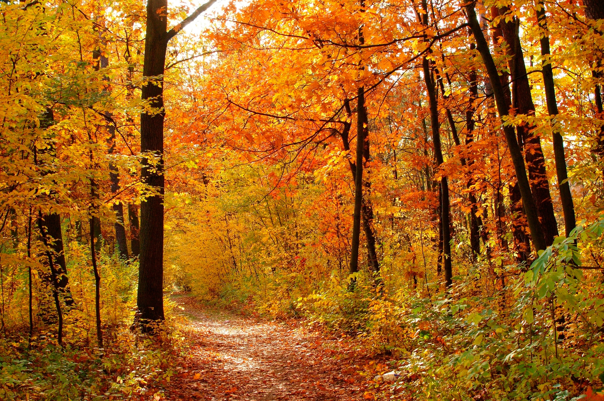 Papermoon Fototapete »Autum Forest« glatt günstig online kaufen