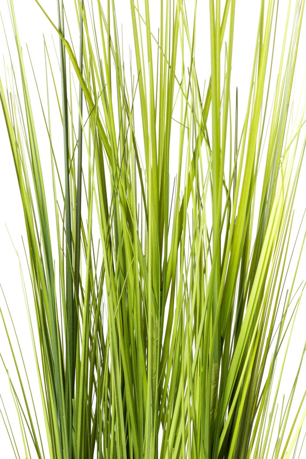 Kunstgras Grasarrangement selbststehend Gras, Botanic-Haus, Höhe günstig online kaufen
