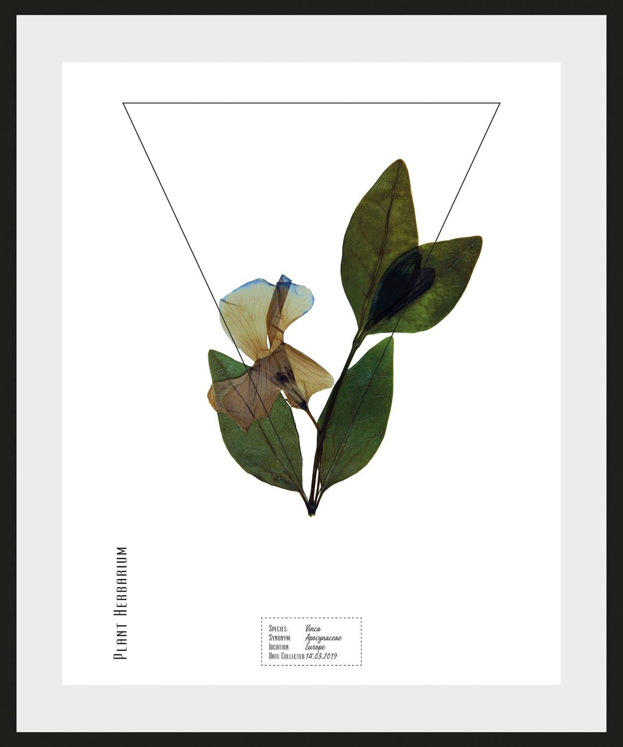 queence Bild »Vinca«, Pflanzen-Pflanzenbilder-Schriftzug, (1 St.), HD Premi günstig online kaufen