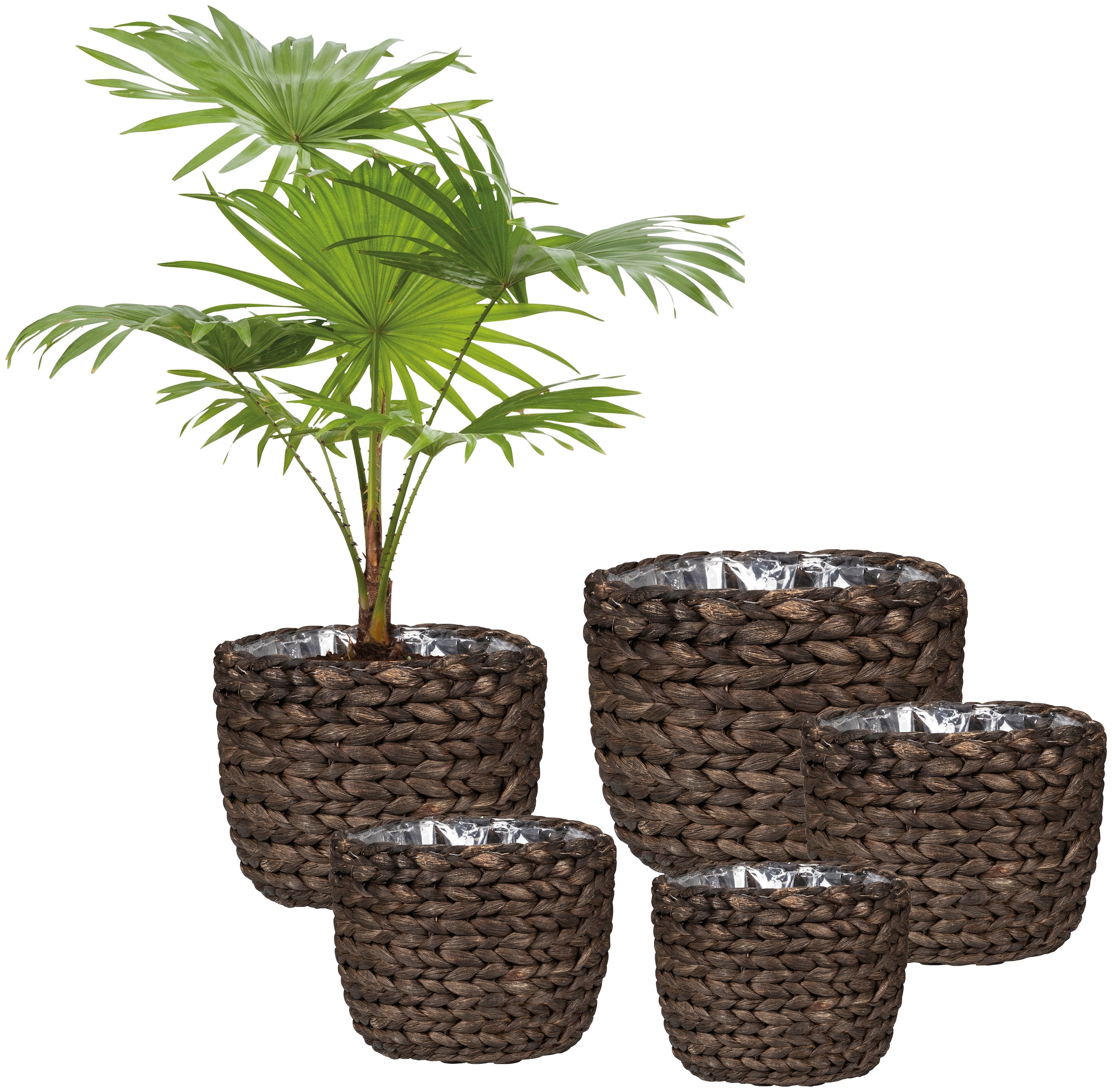 Scheurich Wasserhyazinthentopf »brown 25/505«