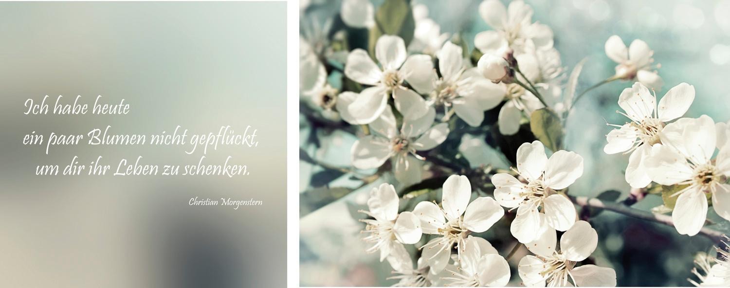 queence Leinwandbild »Leben geschenkt«, Blumen-Blumenbilder-Kunst-Modern-Sp günstig online kaufen