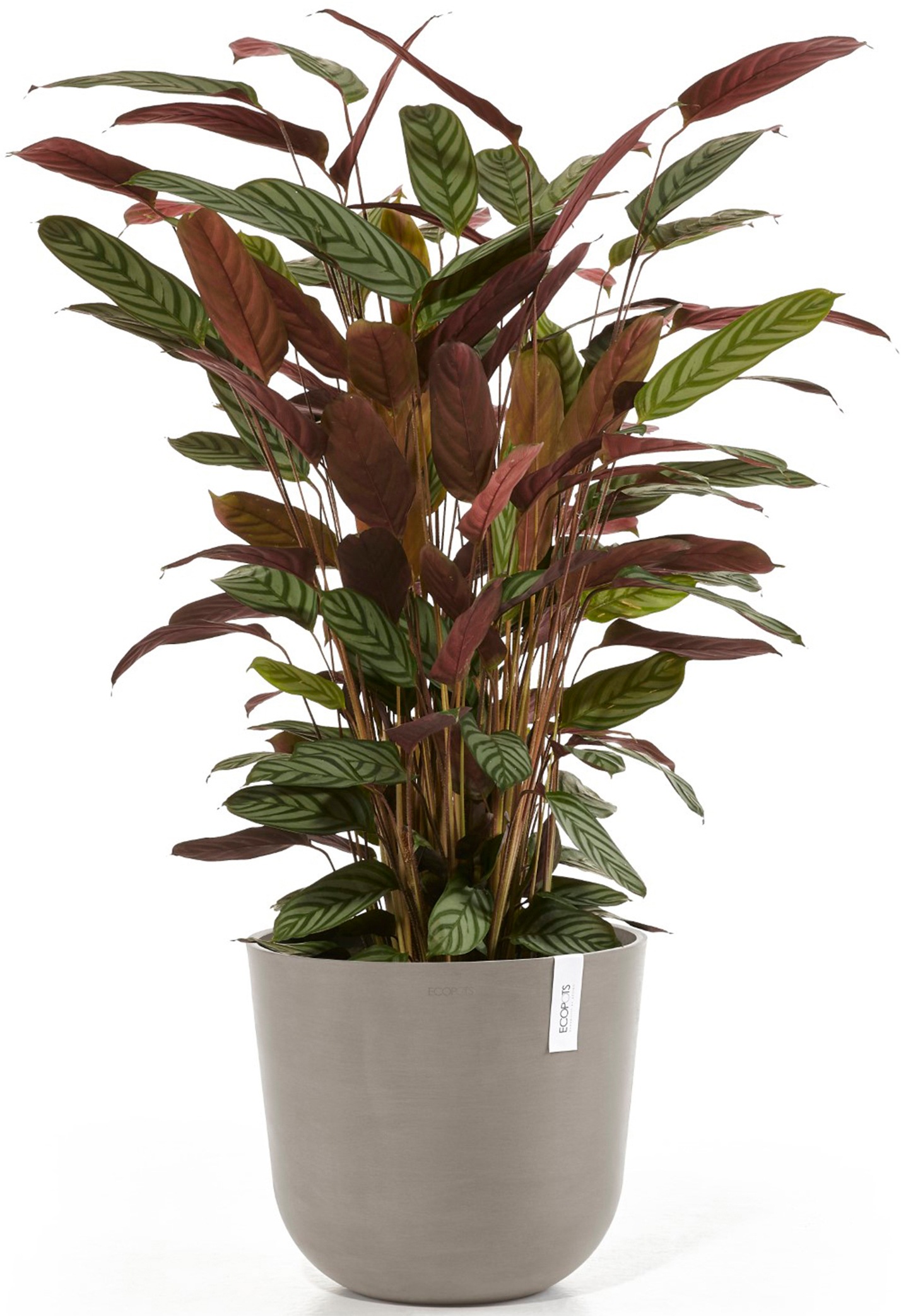 ECOPOTS Blumentopf »Oslo 35 + Wassersystem Taupe«, für innen und außen: frostsicher, bruchsicher und lichtbeständig