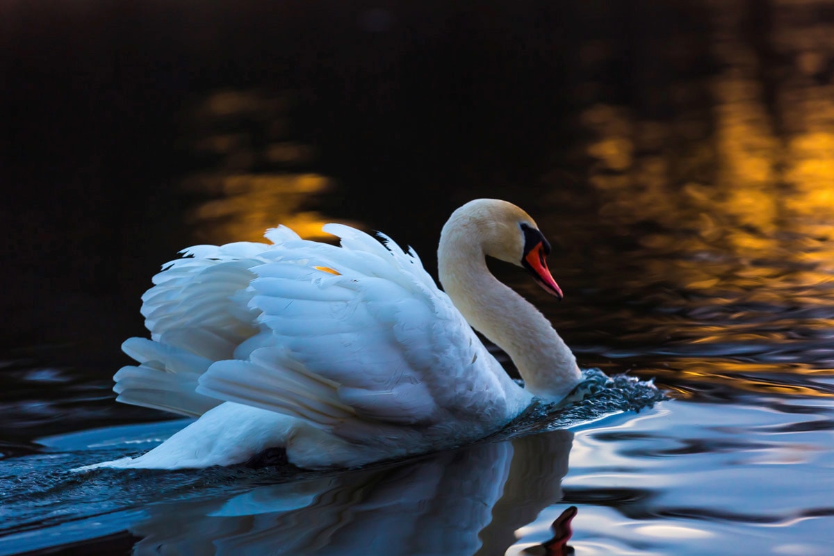 Papermoon Fototapete »Schwan im Wasser« günstig online kaufen