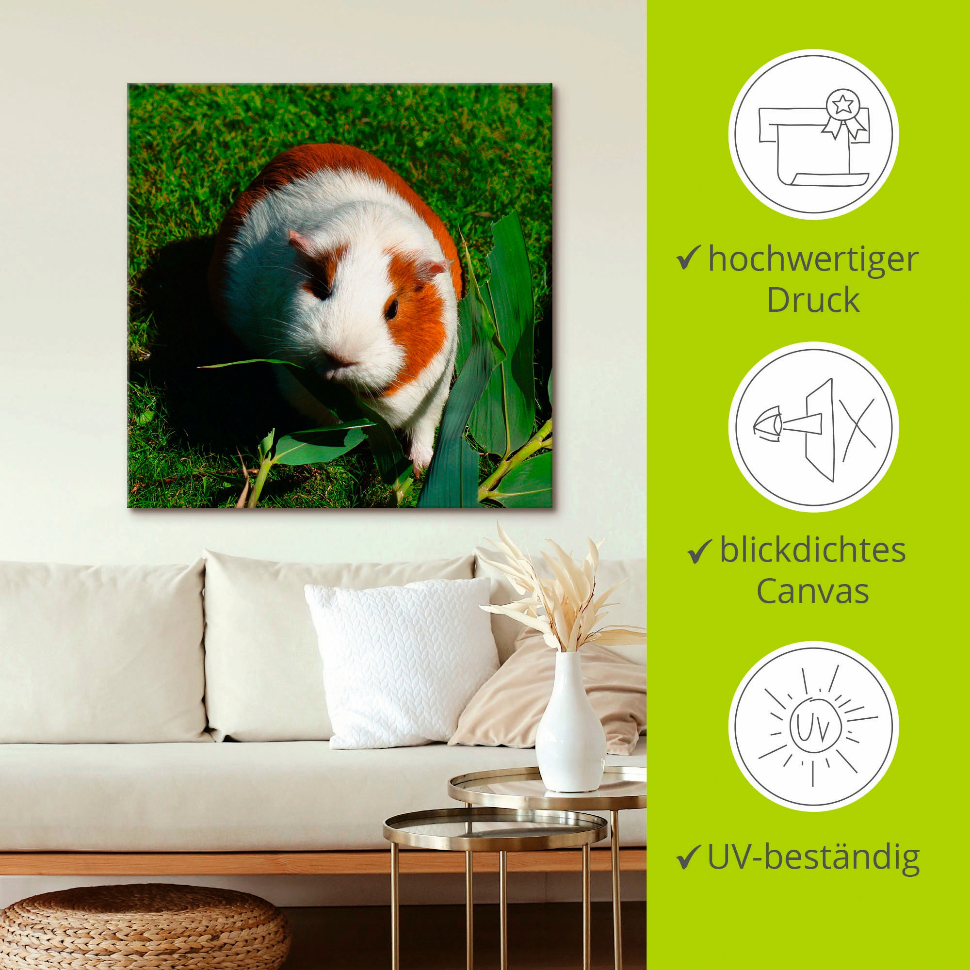 Artland Wandbild »Orange weißes Meerschweinchen«, Haustiere, (1 St.), als Alubild, Outdoorbild, Leinwandbild in verschied. Größen