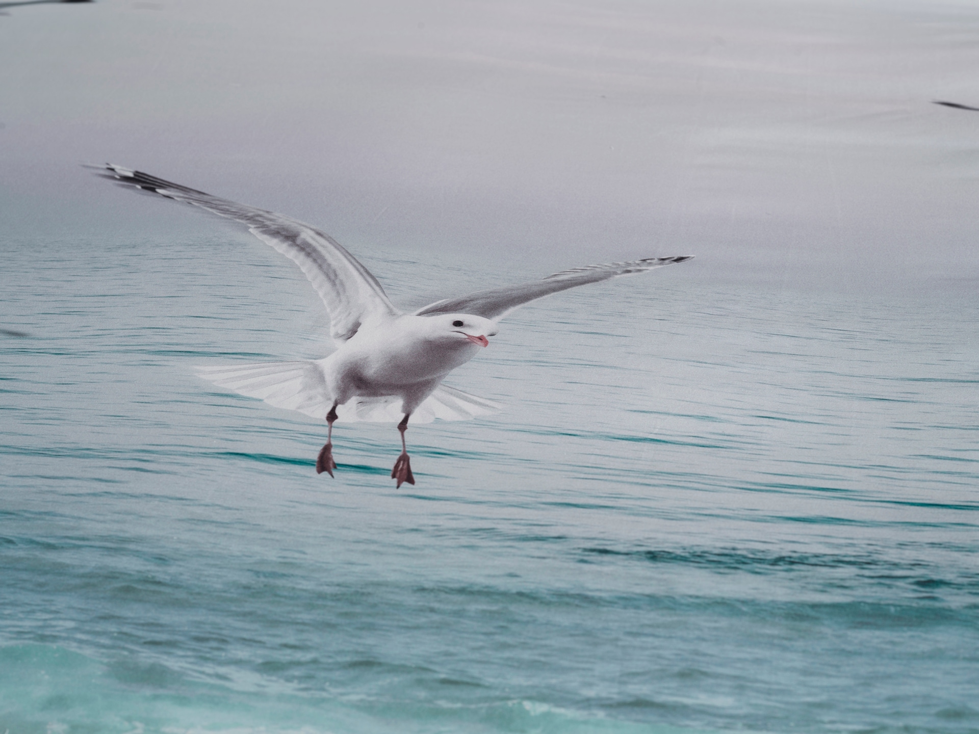 Heckett & Lane Bettwäsche »Heckettlane Bettwäsche Esma« 2 Bettwäsche aus 100% Baumwolle, hochwertige Mako-Satin, ab 135x200 cm.