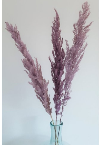 Everflowers Kunstblume »Dried Pampas (lila)«, (1 St.) kaufen