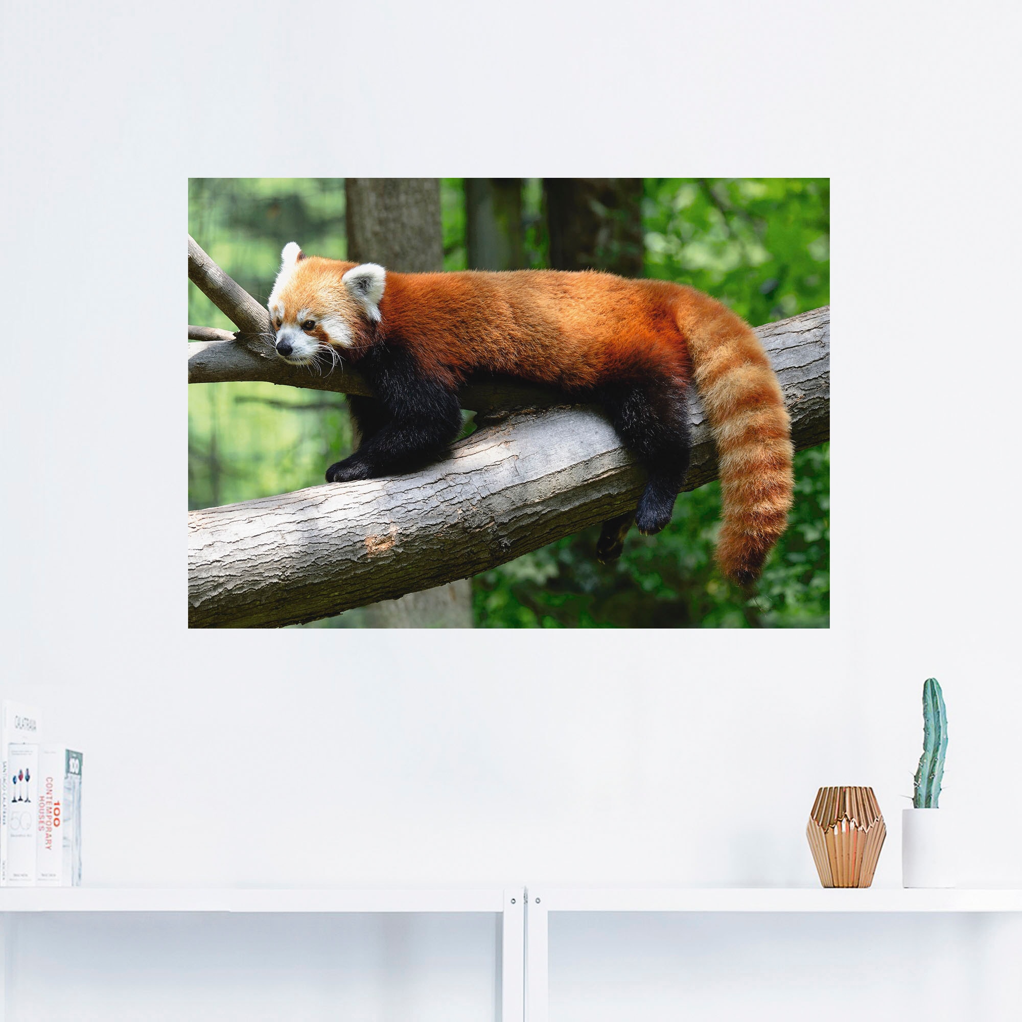 Artland Wandbild »Roter Panda«, Wildtiere, (1 St.), als Poster, Wandaufkleber in verschied. Größen