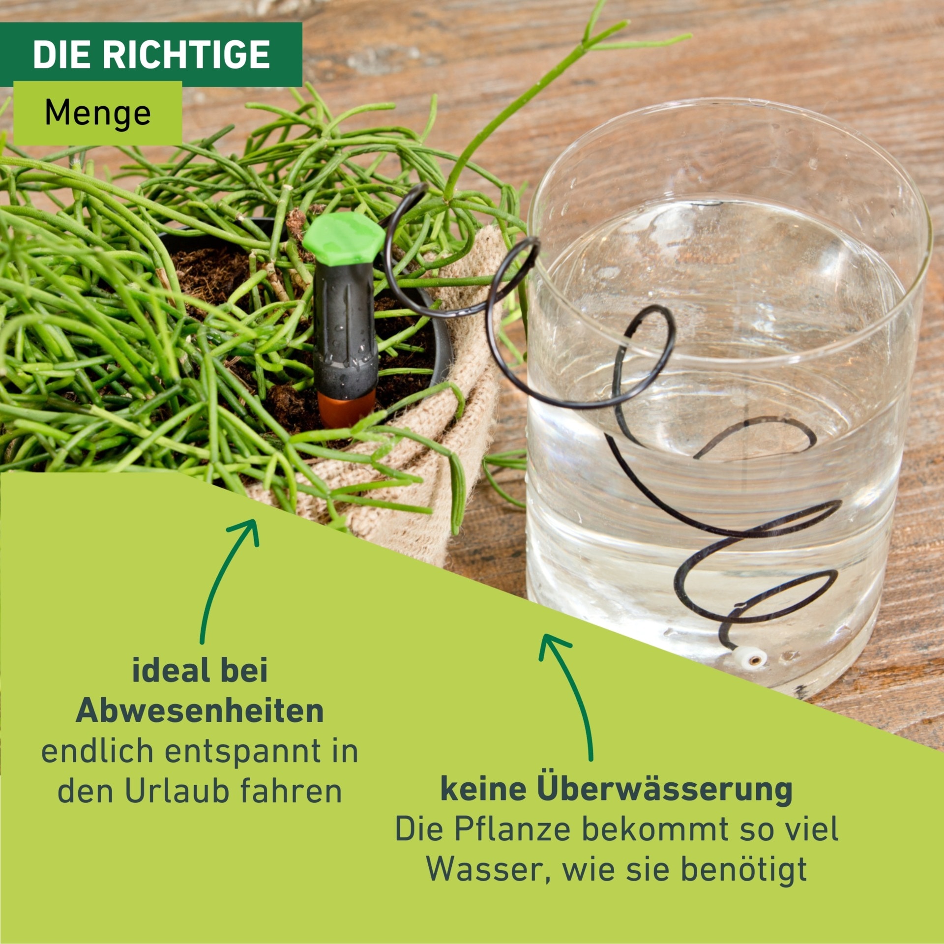 Windhager Bewässerungssystem »automatischer Wasserspender für Zimmerpflanzen 3 Stk.« (Packung, 3 Stk. tlg.)  Flaschenadapter Bewässerung, Abgabemenge ca. 75-110 ml/Tag, 3 x 11 cm