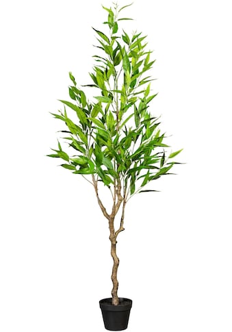 Creativ green Kunstbaum »Eukalypthus«, (1 St.) kaufen