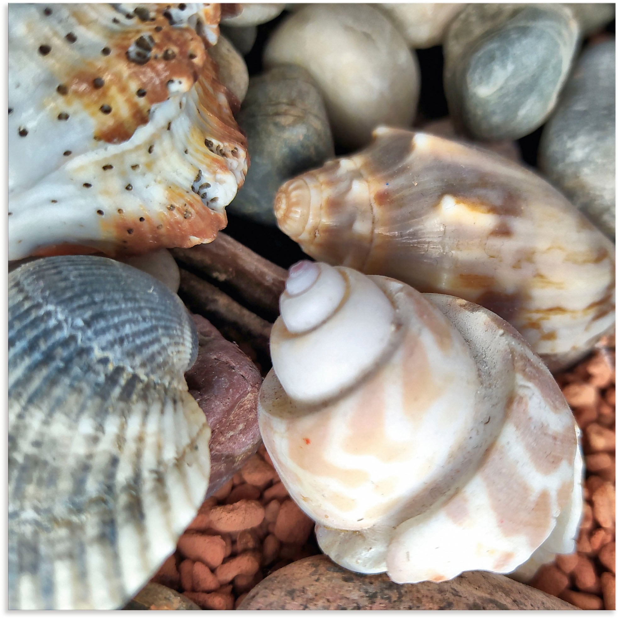 Artland Wandbild »Kleine Muschelschätze«, Meer, oder auf in bestellen Alubild, als versch. Raten Größen (1 Poster St.), Wandaufkleber Leinwandbild