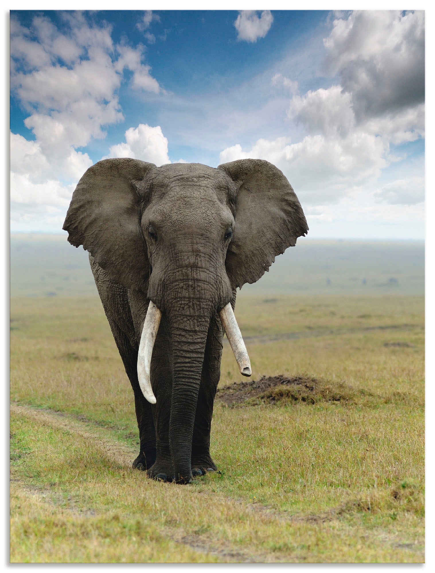 Artland Wandbild »Elefant«, Wildtiere, (1 St.), als Alubild, Outdoorbild, L günstig online kaufen