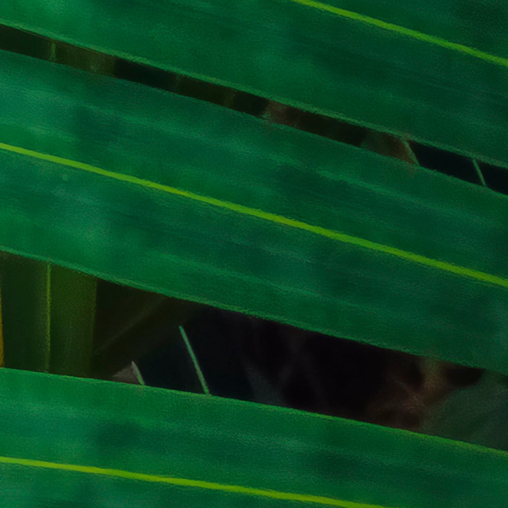 Komar Fototapete »Digitaldruck Vlies - Amazon Fern - Größe 400 x 250 cm«, bedruckt, Wohnzimmer, Schlafzimmer