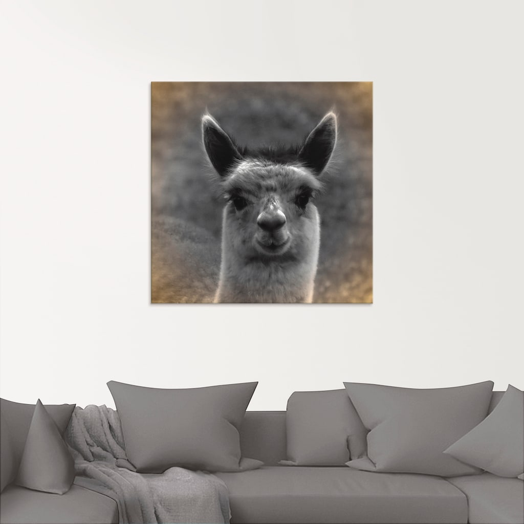 Artland Glasbild »Alpaka Blick«, Wildtiere, (1 St.)