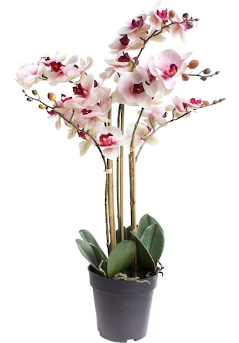 Kunstorchidee »Orchidee Bora«