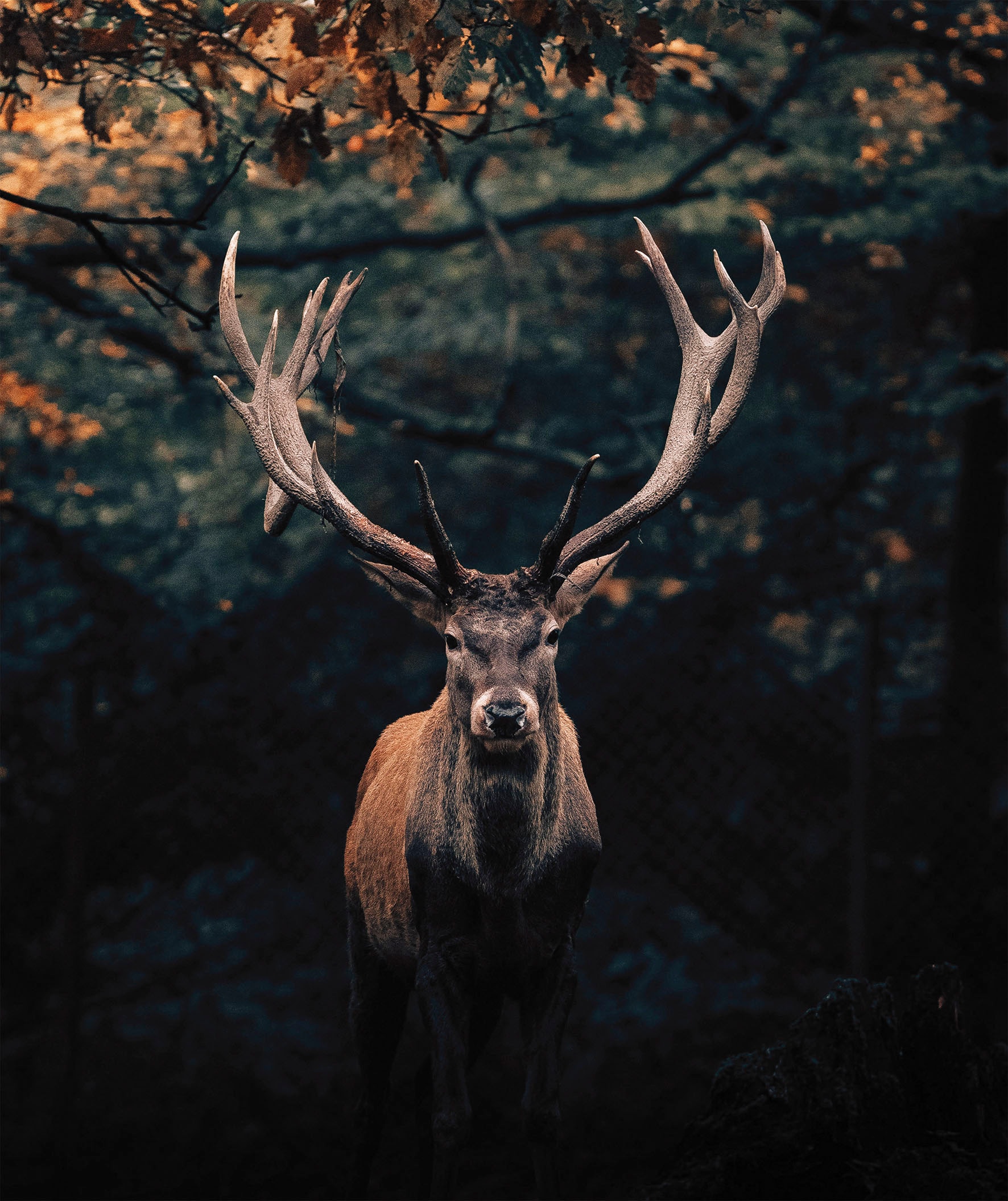 Bönninghoff Leinwandbild, Hirsch-Hirschbilder-Hirsche-Rehe-Tiere-Wildtiere-Wald-Natur, (1 St.)