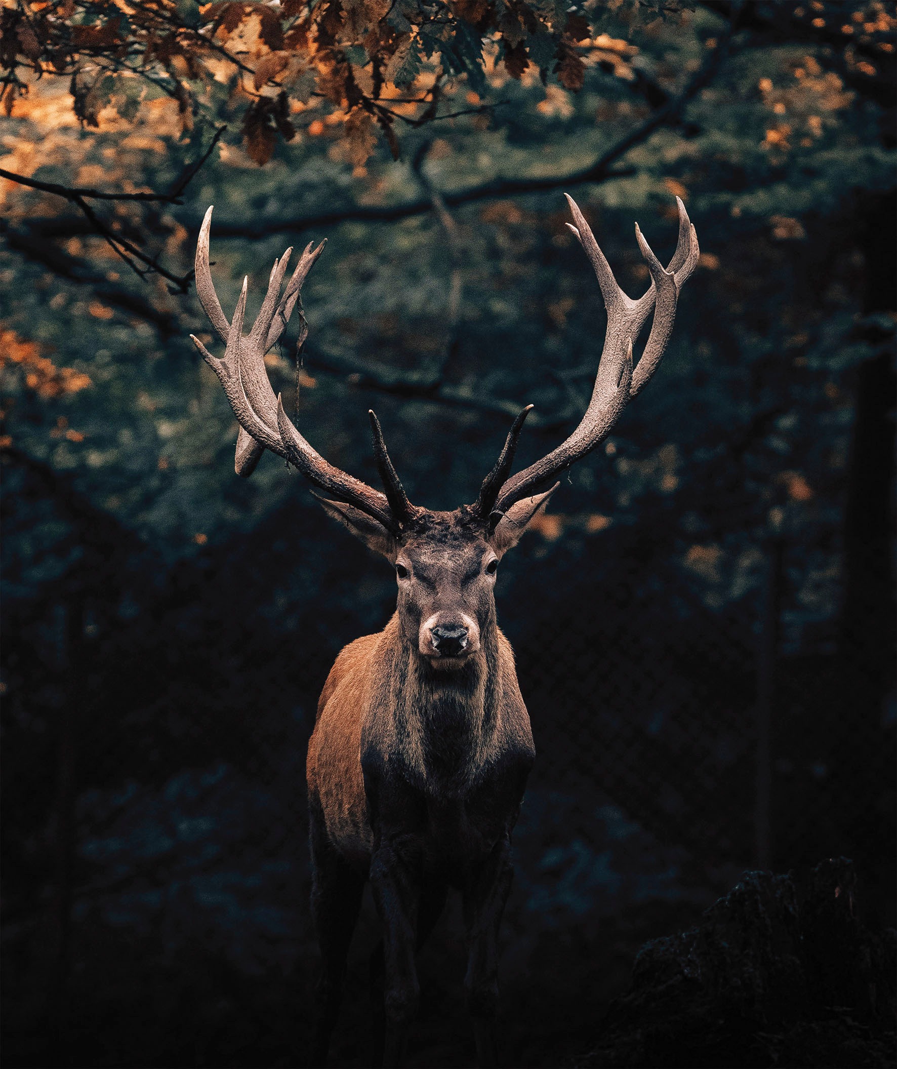 Bönninghoff Leinwandbild, Hirsch-Hirschbilder-Hirsche-Rehe-Tiere-Wildtiere- günstig online kaufen