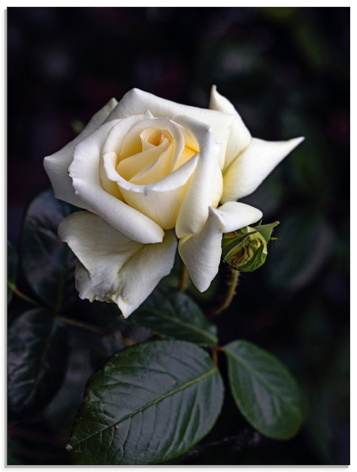 Artland Glasbild »Weiß-gelbe Rose« Blumen 1 Stk. tlg. in verschiedenen Größ günstig online kaufen