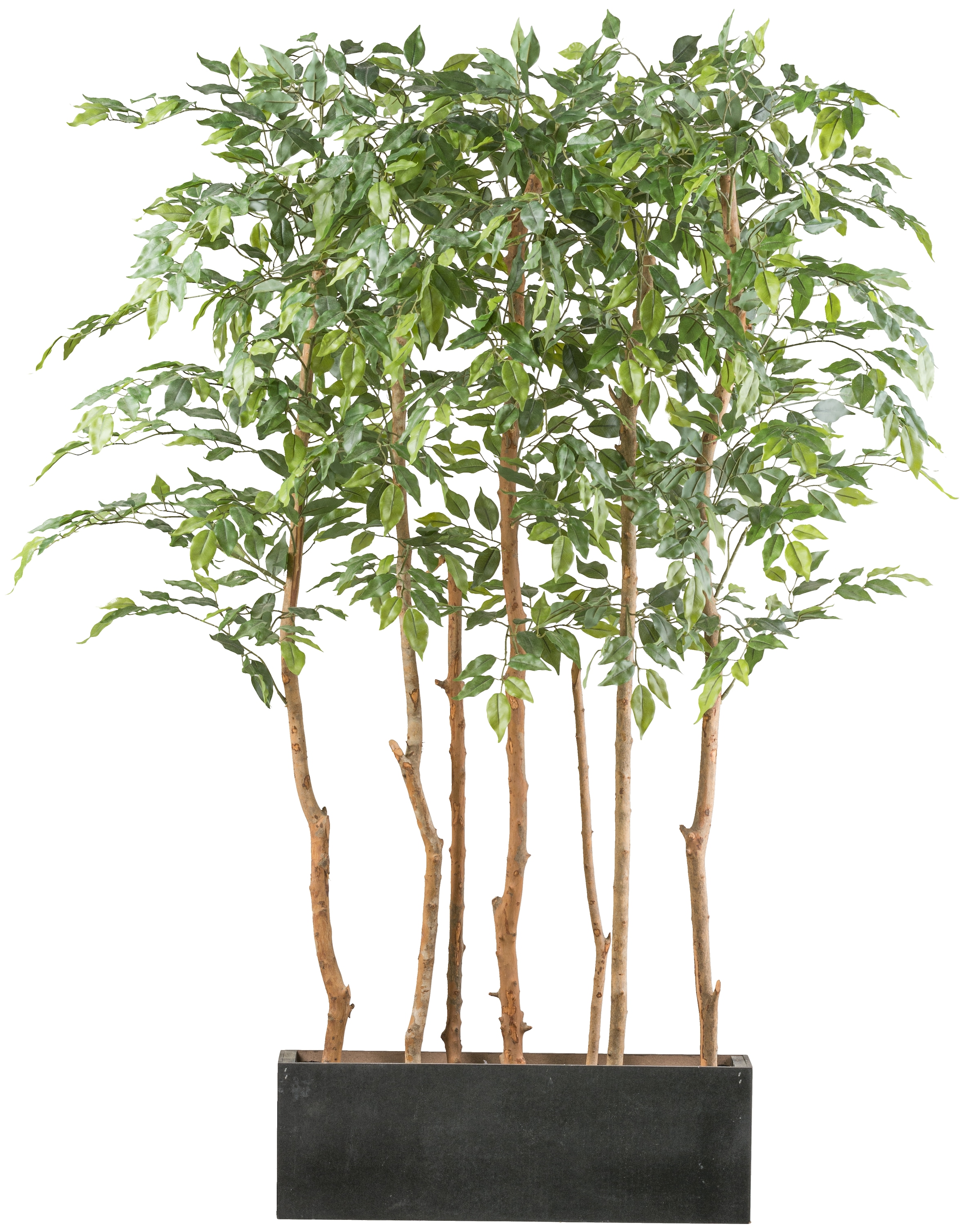 Creativ green Kunstpflanze »Raumteiler Ficus benjamina«, mit echten Holzstämmchen