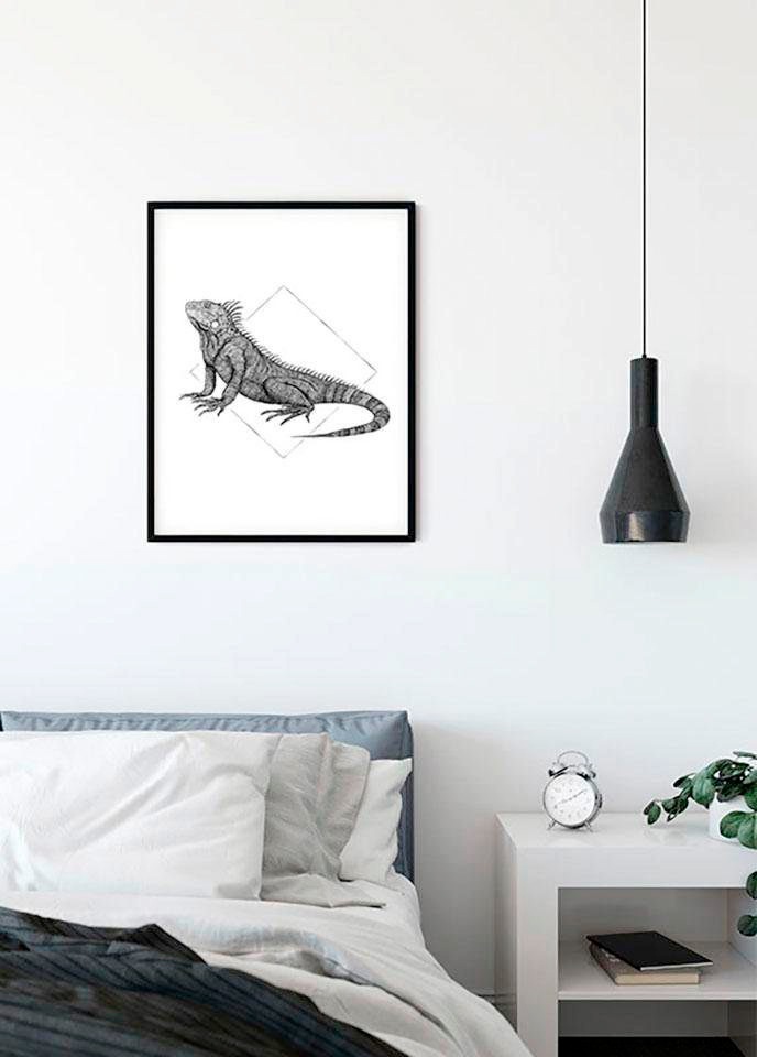 Komar Bild »Iguana White«, Tiere, (1 St.), Wandbild zur Dekoration - ohne Rahmen