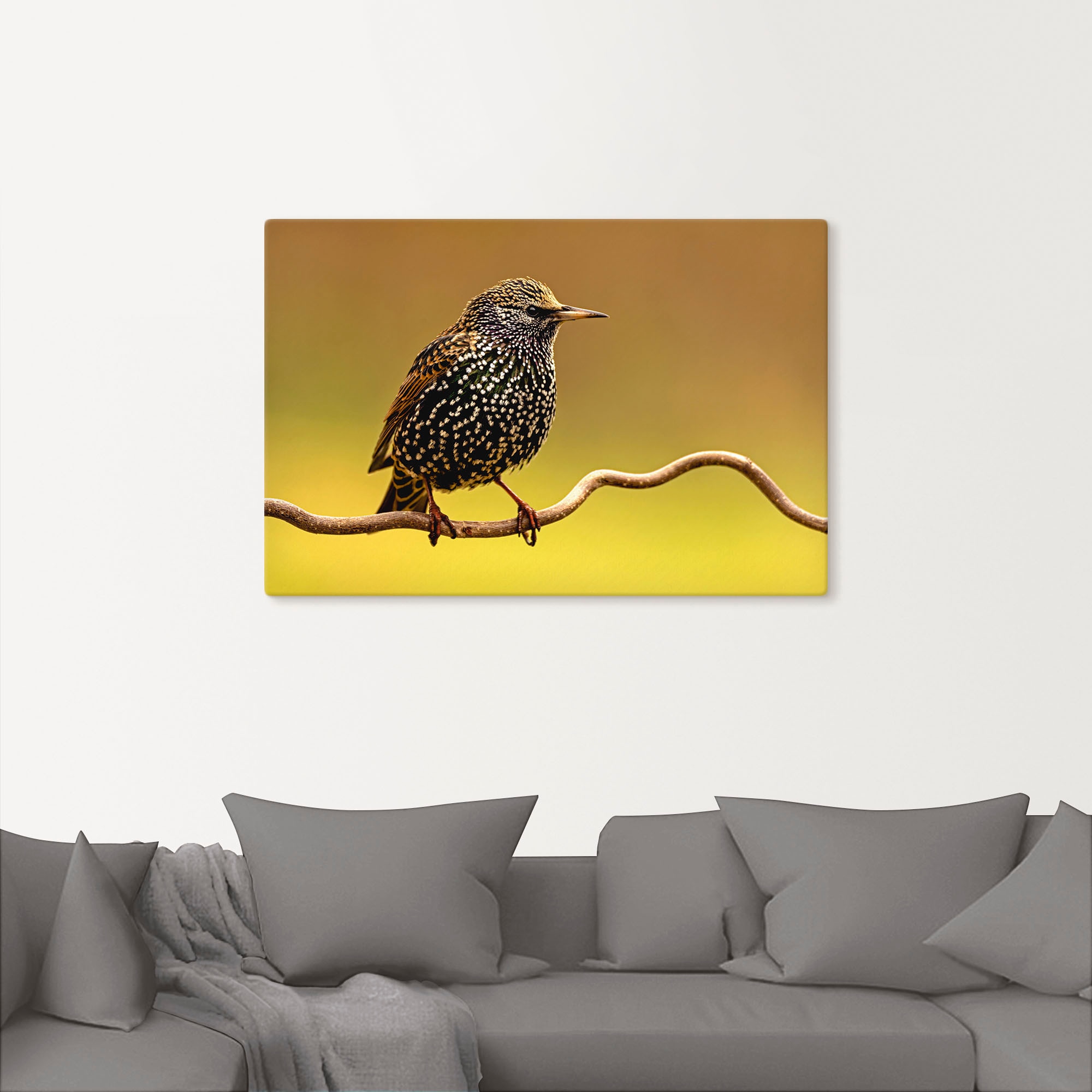 Artland Wandbild »Star«, Vogelbilder, (1 St.), als Leinwandbild, Poster in günstig online kaufen