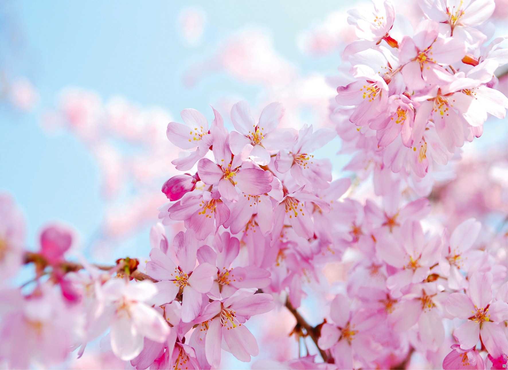 Papermoon Fototapete »Cherry Blossom« glatt günstig online kaufen