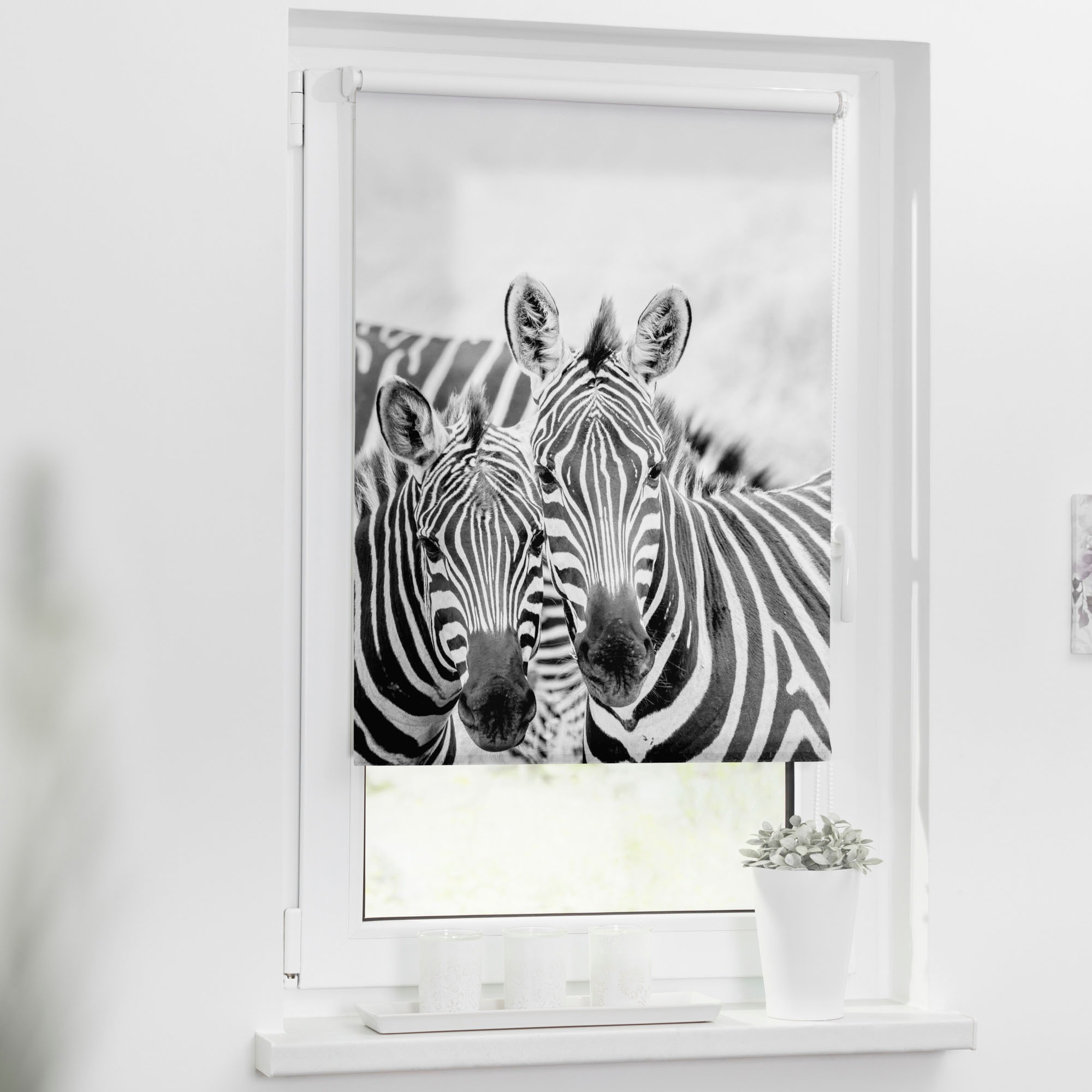 LICHTBLICK ORIGINAL Seitenzugrollo »Klemmfix Motiv Zebra«, Lichtschutz, ohne Bohren, freihängend, bedruckt