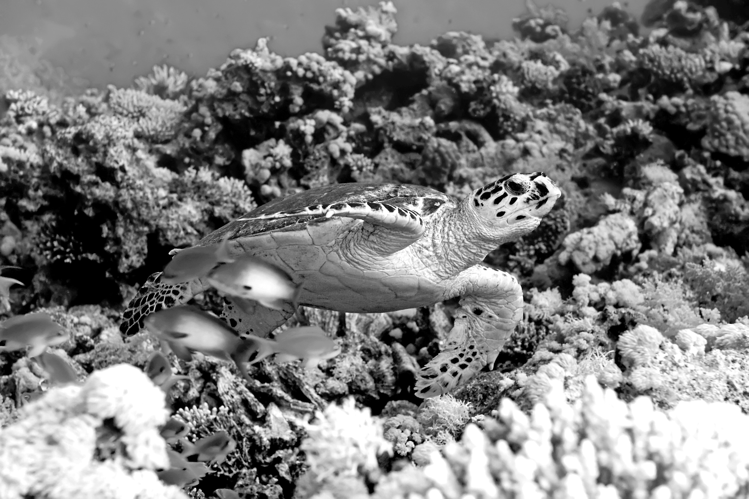 Papermoon Fototapete »Schildkröte Schwarz & Weiß« günstig online kaufen