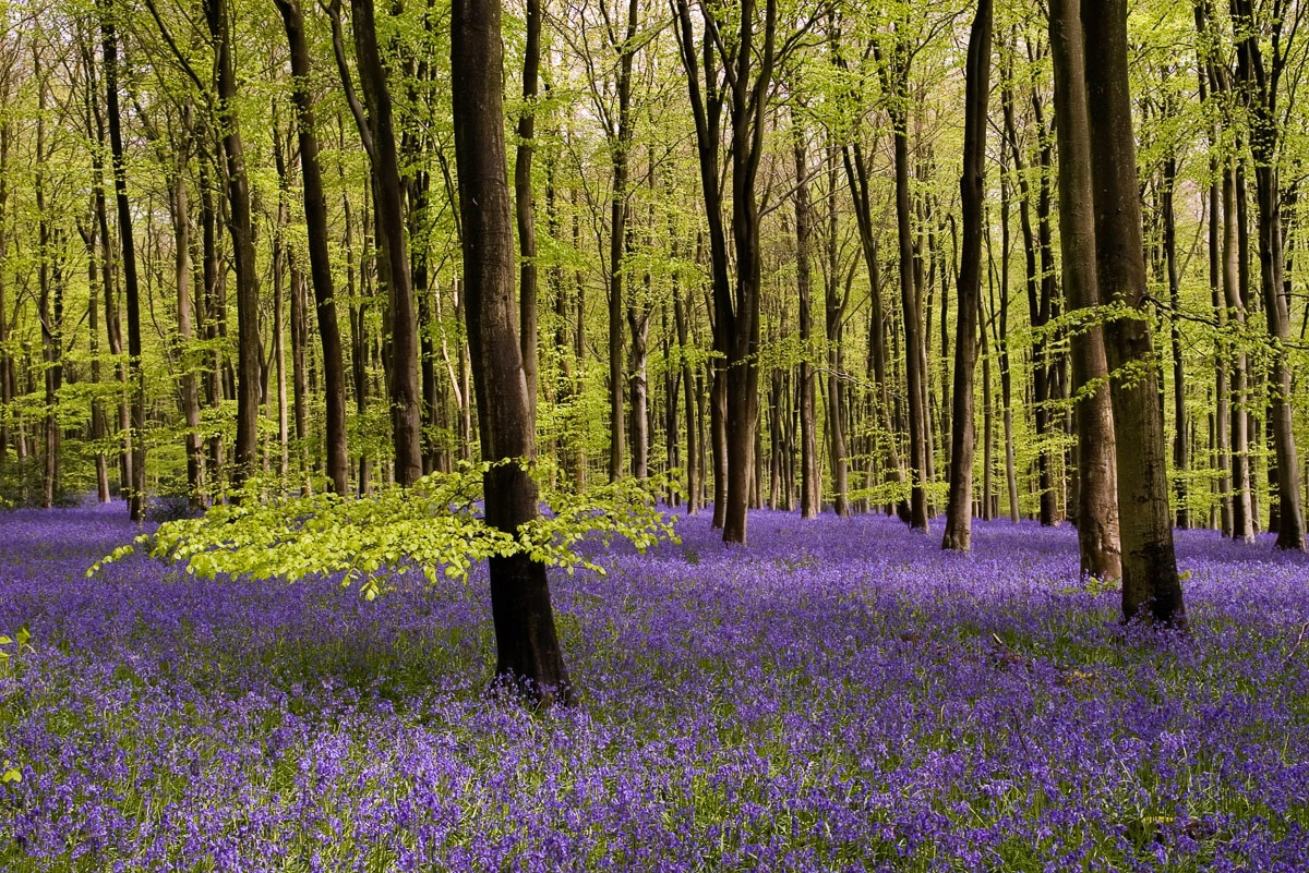 Papermoon Fototapete »Wald mit Blumenwiese« günstig online kaufen