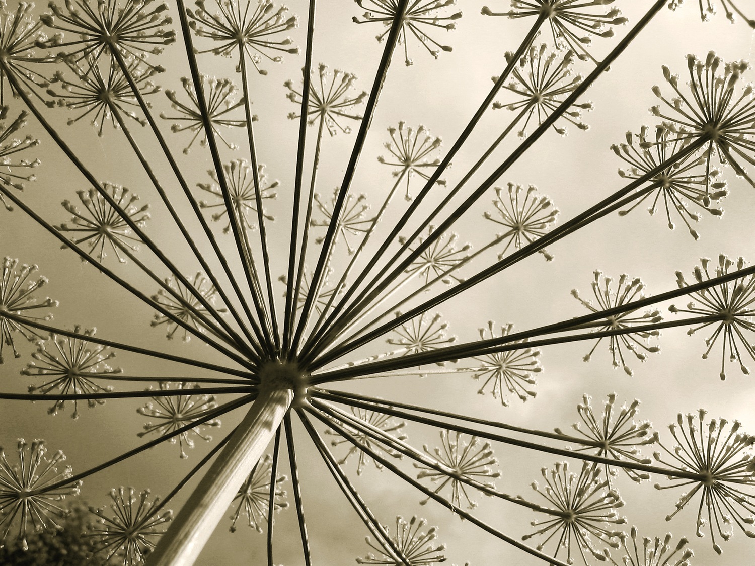 queence Wandsticker »Lisa« Selbstklebend, kinderleichte Anbringung