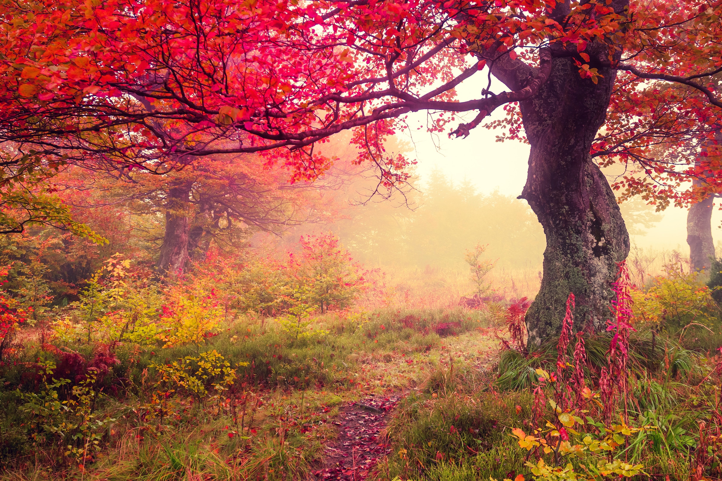 Papermoon Fototapete »Autumn Trees« glatt günstig online kaufen