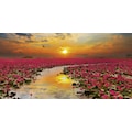 Home affaire Glasbild »S. Plumson: Sonnenschein blühende Lotusblume in Thailand«, 100/50 cm