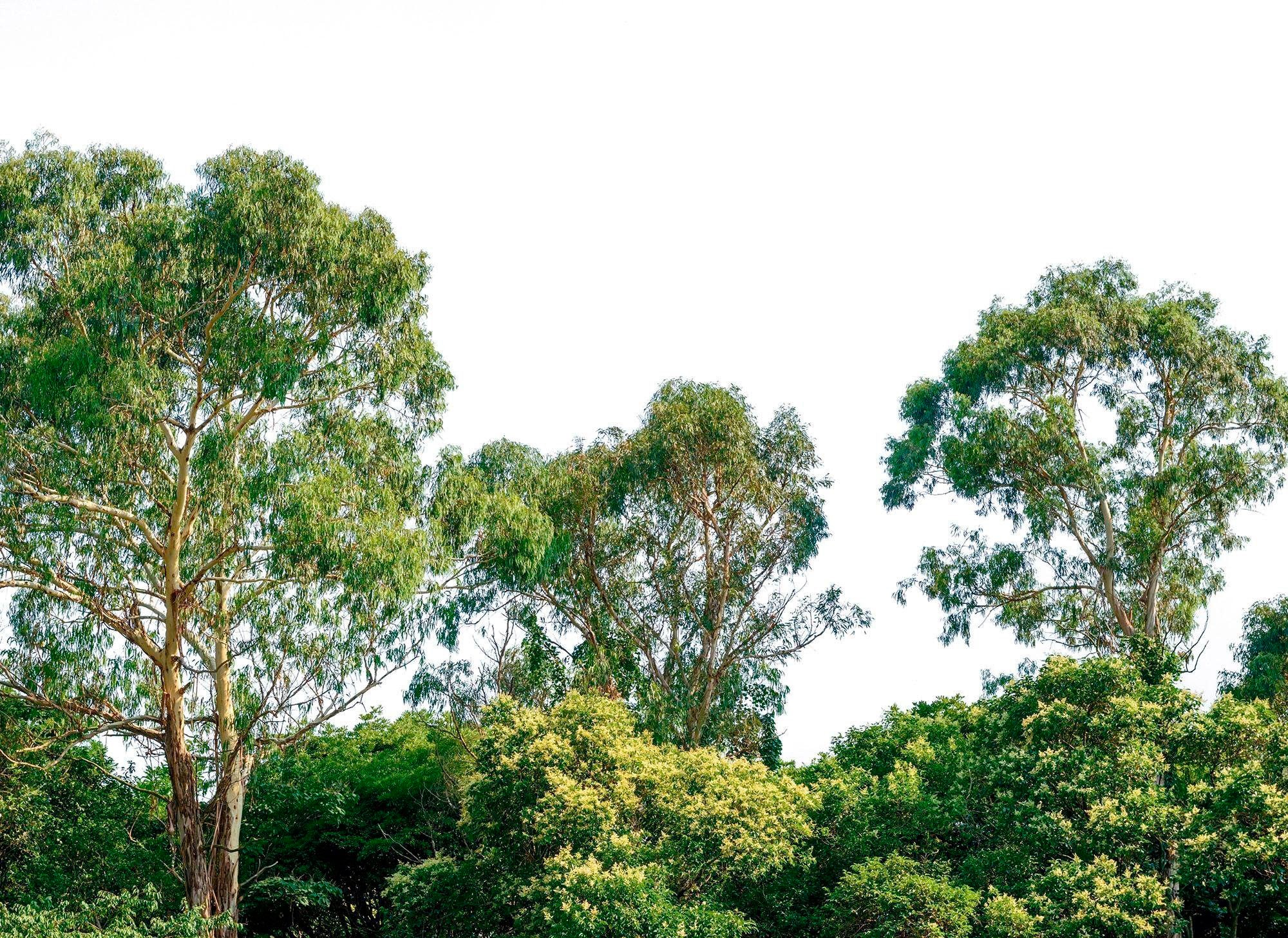 Fototapete LIVING WALLS "Baumwipfel Vlies", bunt, B:3,5m L:2,55m